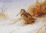 Archibald Thorburn Canvas Paintings - Winter Woodcock